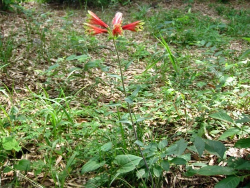 花の特徴が百合にも水仙にも似ているユリズイセンの花 自然観察の振返り 10 ユリ科 旧ユリ科 ユリズイセン科 の植物 第15回 番外編 しろうと自然科学者の自然観察日記 楽天ブログ