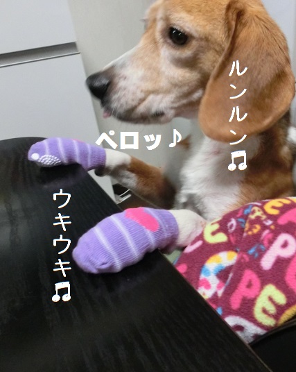 CIMG0817.JPG