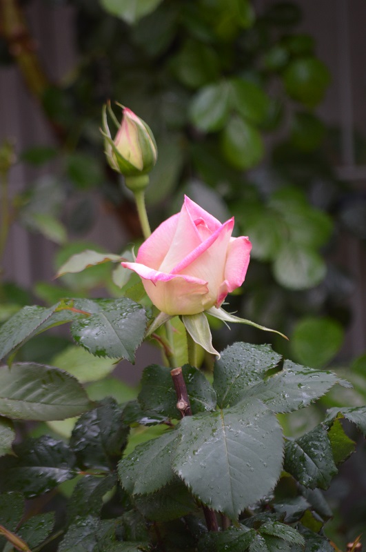 DSC_0233.JPG