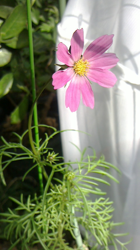 NEC_0143.JPG