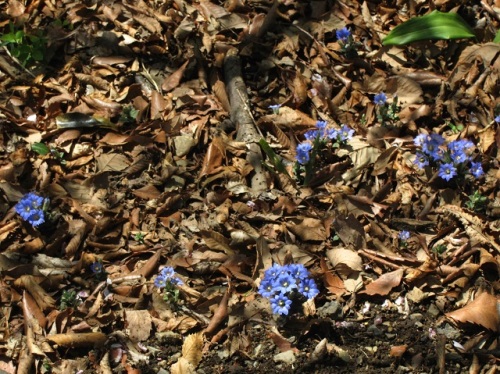フデリンドウの青紫の小さな花 フデリンドウの名は 花の閉じた形が筆の穂先に似ていることから名づけられました しろうと自然科学者の自然観察日記 楽天ブログ