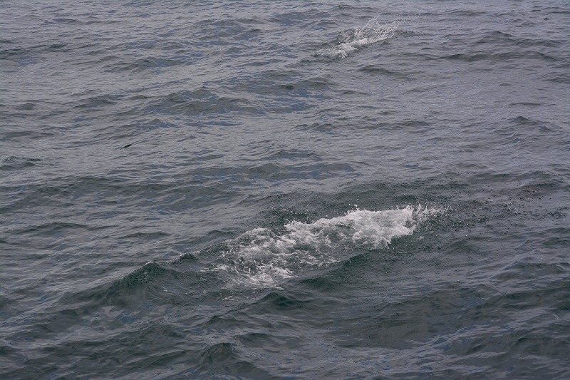 DSC_0292.jpg