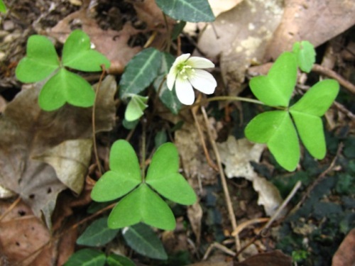 ハート型の葉が印象的なミヤマカタバミの花 春 3月末 の高尾山での自然観察 その18 しろうと自然科学者の自然観察日記 楽天ブログ