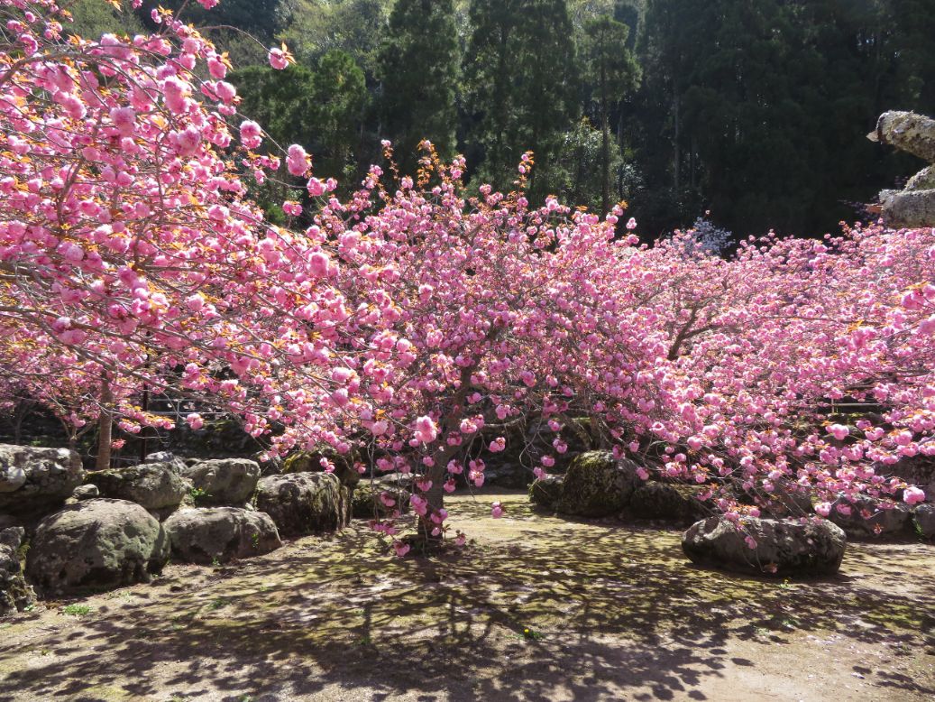 一心寺 (39).jpg