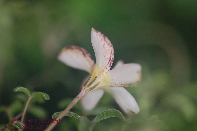 DSC_5225.JPG