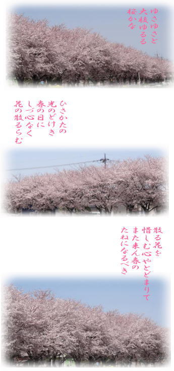 120417桜.jpg