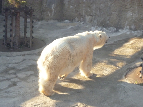 旭山動物園