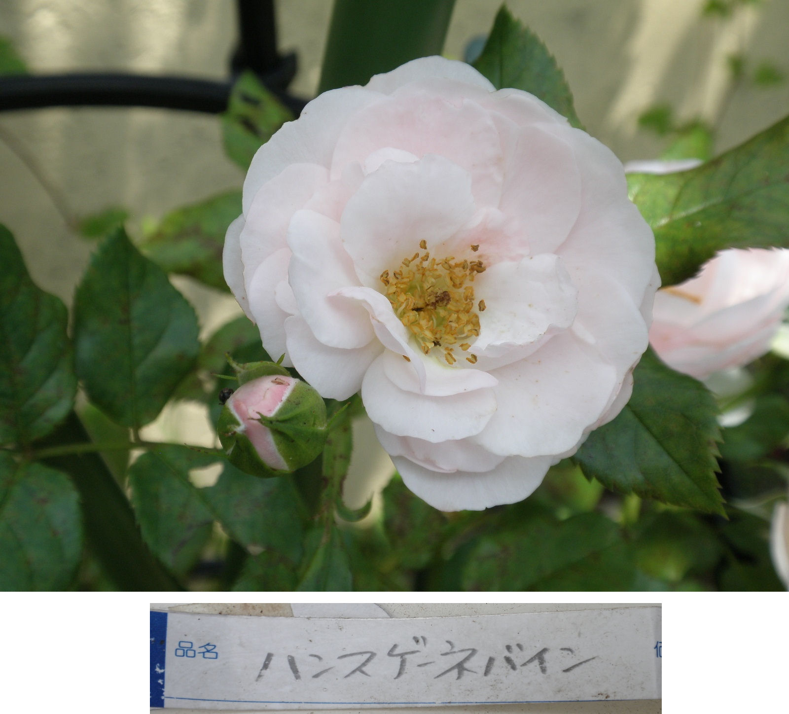 P6211069-1.jpg