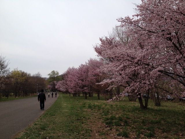 '14桜　真駒内競技場.jpg