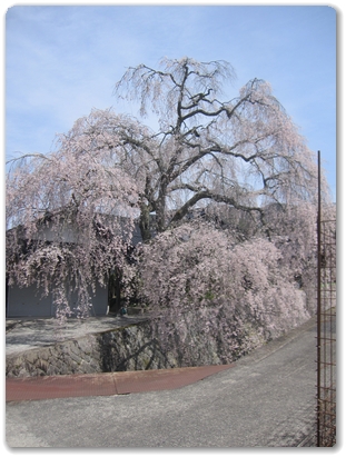 1879枝垂れ桜（吉田口駅）_1879.jpg