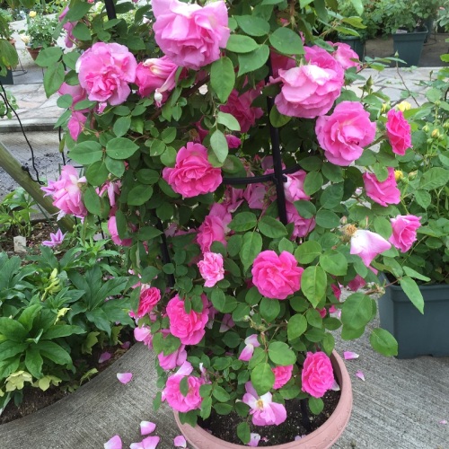 2016-05-06 14.34.35.jpg