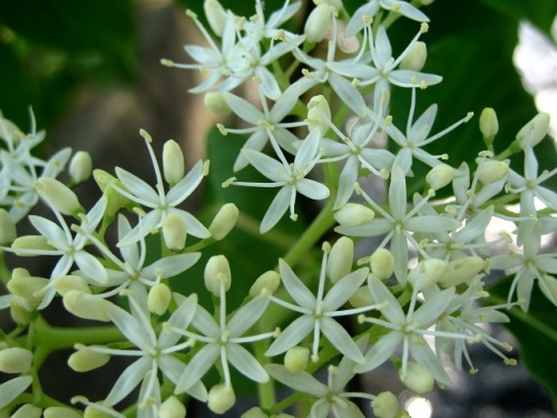 早春に枝を切ると樹液が滴り落ちるミズキの花と果実 自然観察の振返り 27 ミズキ科の植物 第1回 しろうと自然科学者の自然観察日記 楽天ブログ