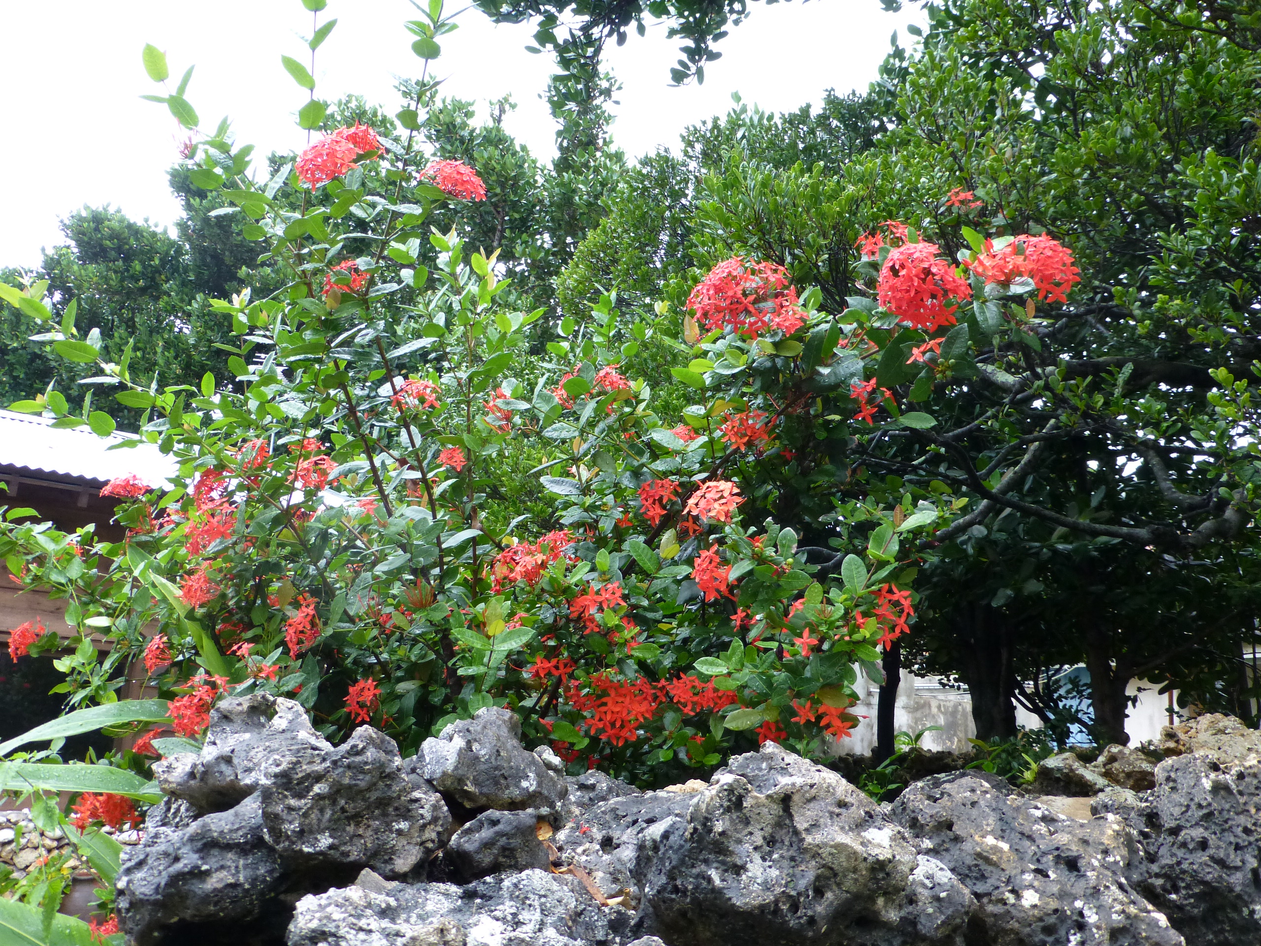 P1000935.JPG