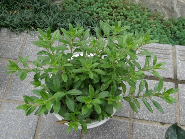DSC00556.JPG