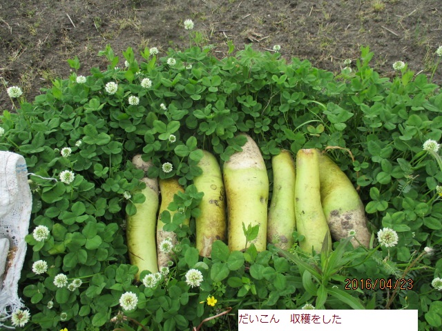 だいこん.JPG