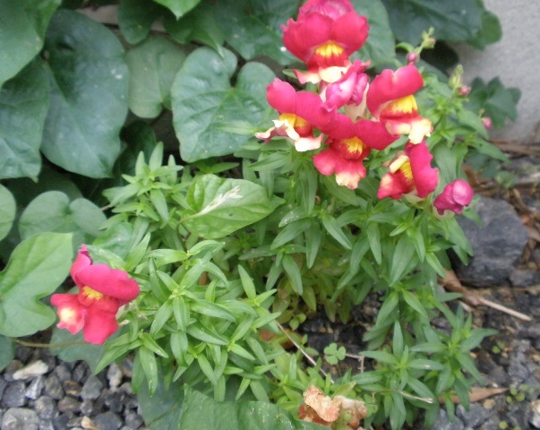 P5220939.JPG