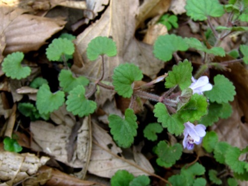 カキドオシの花が咲いていました 花のつくりを詳しく観察してみました 昭和記念公園での自然観察 その4 しろうと自然科学者の自然観察日記 楽天ブログ