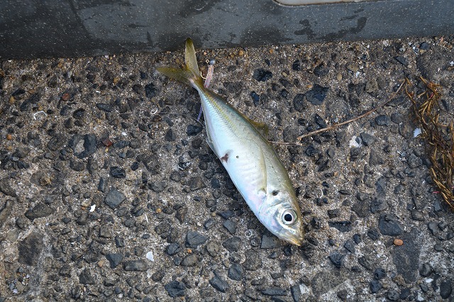 showPhoto (640×426)