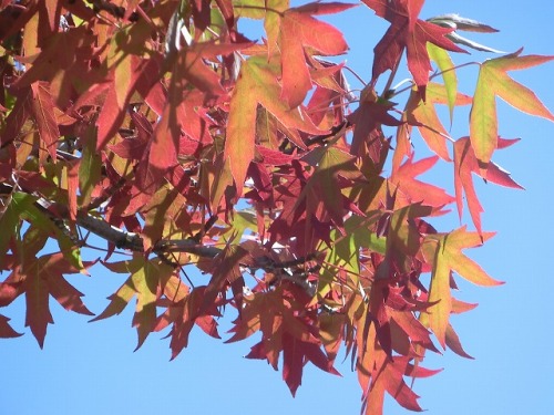 maple leaves.jpg