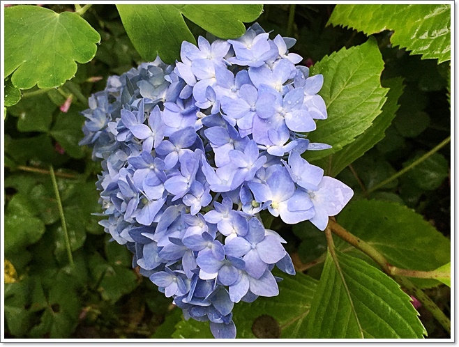 8日アップ霧島の恵み_3863.JPG