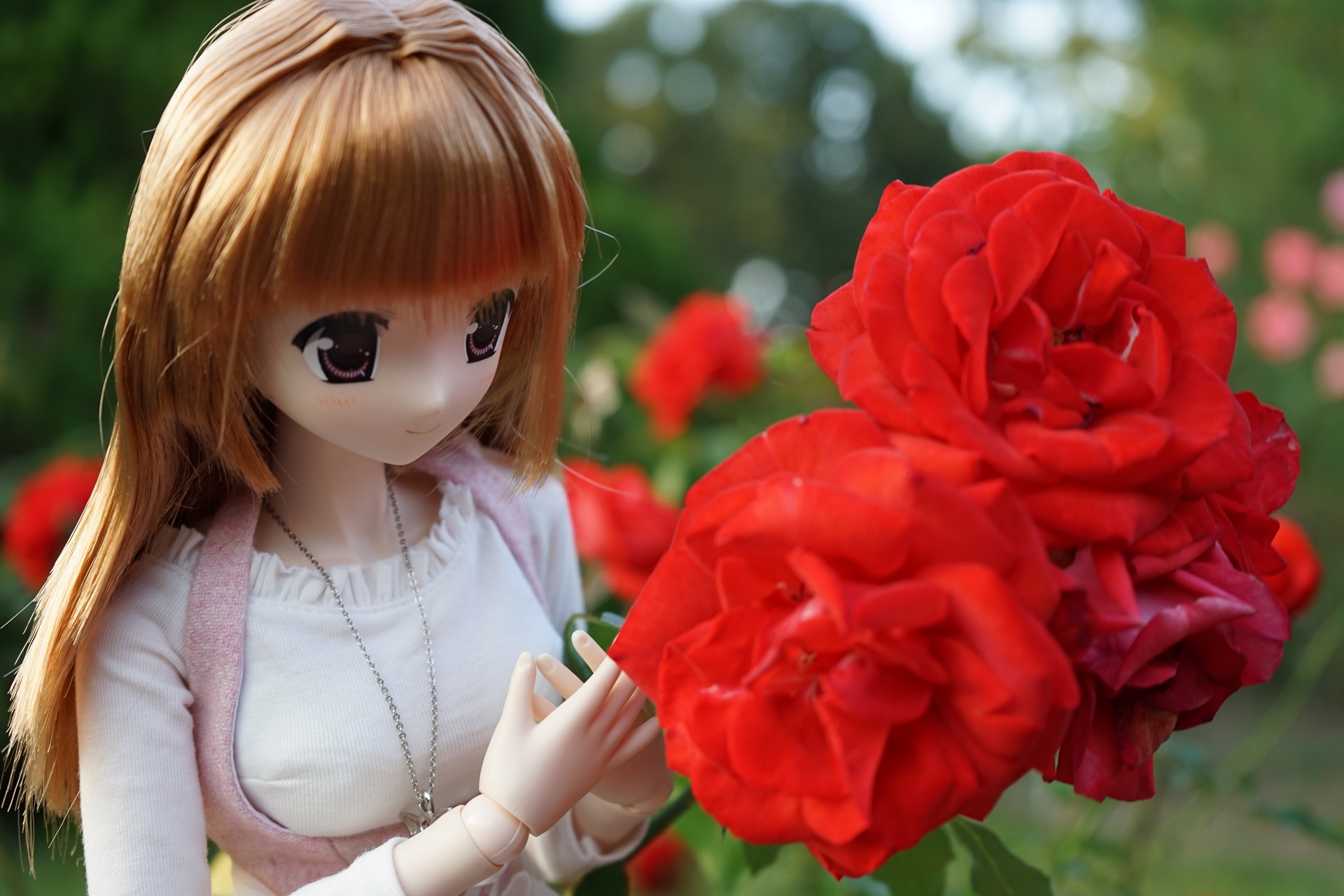 赤薔薇と陽菜ちゃん.jpg