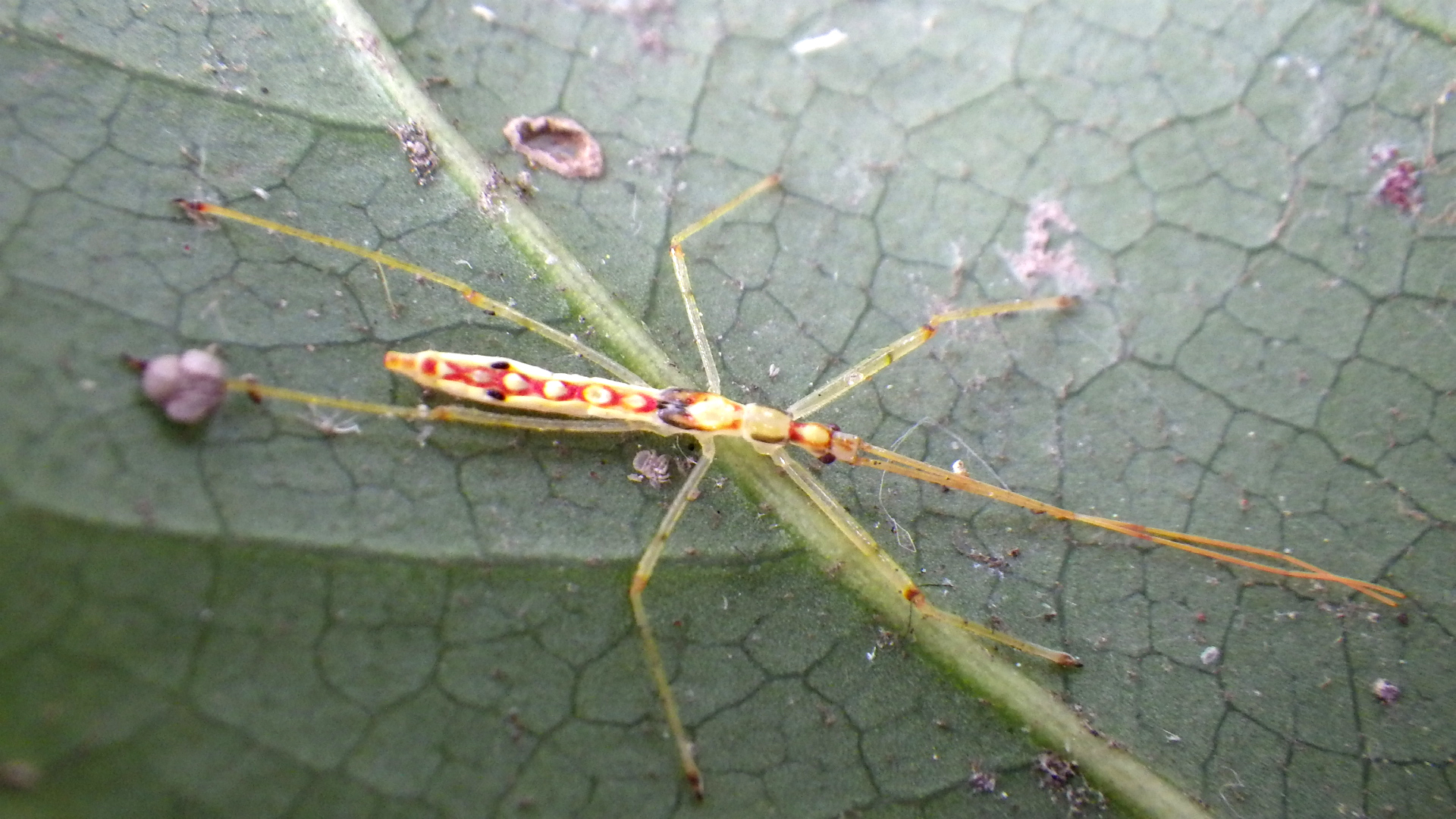 ヒゲナガサシガメ（幼虫）