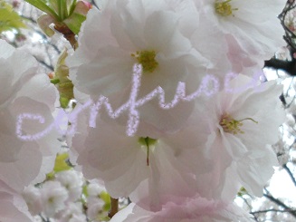sakura 2015 fugenzou.jpg