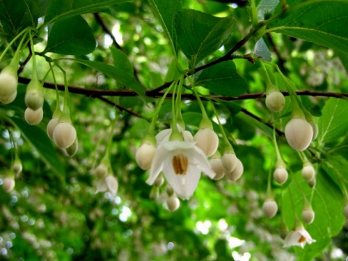 新緑の葉とたくさんの白い花が目立つエゴノキ 5月の玉川上水緑道 しろうと自然科学者の自然観察日記 楽天ブログ