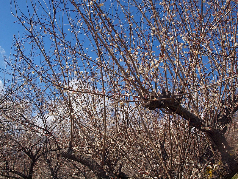 P3028140.JPG