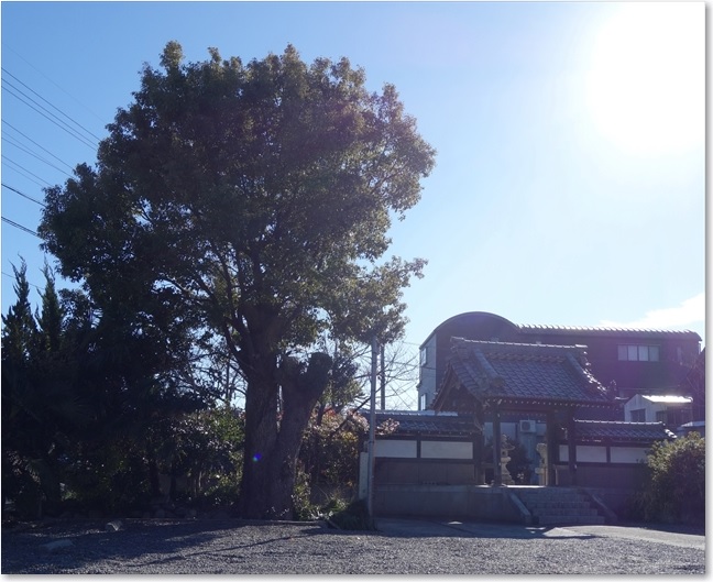 105あれがご神木？