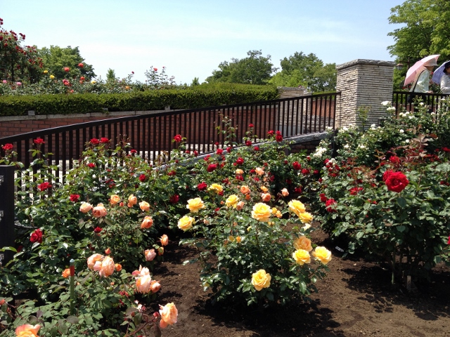 IMG_9061 (640x480).jpg