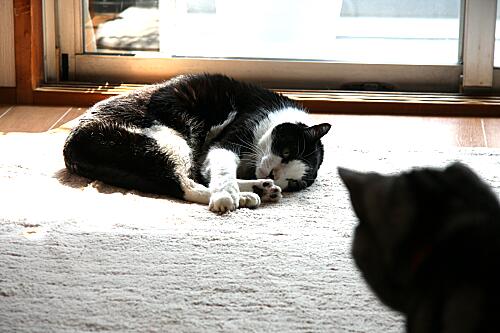 img_cyapi_and_mimi_9932.jpg