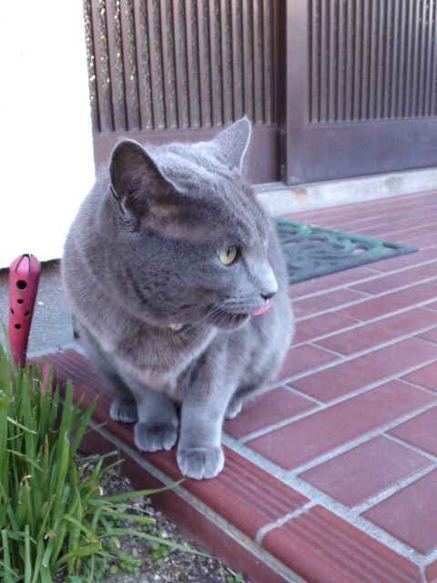 猫草を食べるジョニー　12・27・2012.jpg