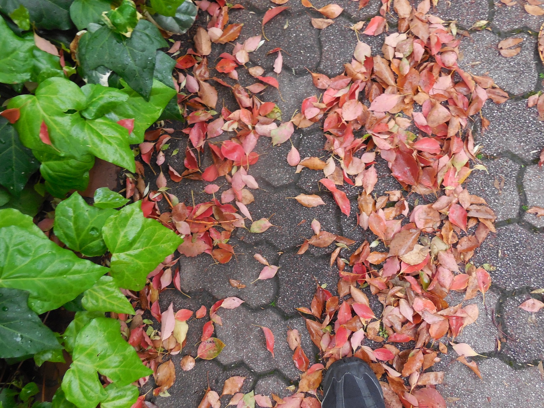 DSCN2516.JPG