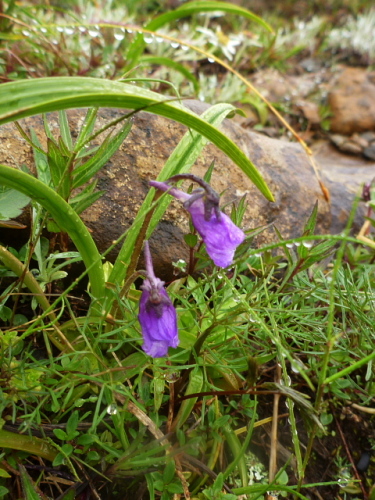 至仏山の花3.jpg