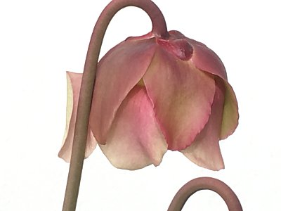 サラセニアの花 僕の食虫植物日記 楽天ブログ