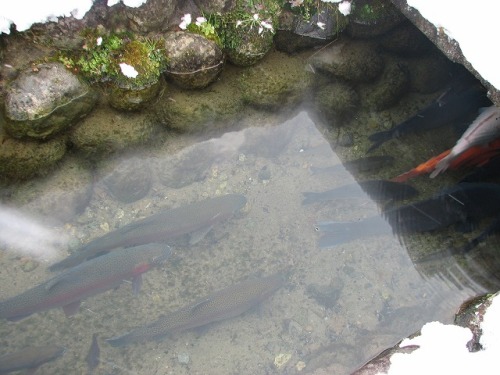 豊かな水でマスや鯉を養殖しています.jpg