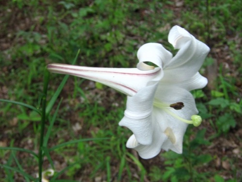 種子が翌年の発芽から6カ月ほどで1年目に開花してしまうため繁殖力が強いタカサゴユリの花 自然観察の振返り 10 ユリ科の植物 第5回 しろうと自然科学者の自然観察日記 楽天ブログ