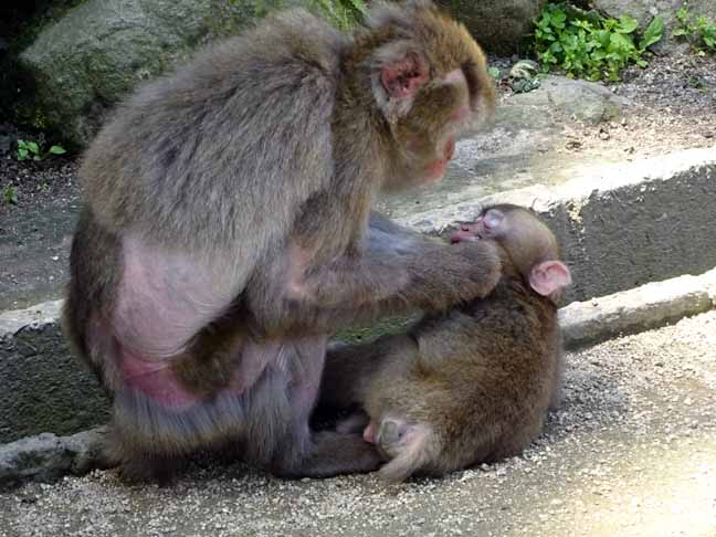 子供の餌を取るお母さん (1).JPG