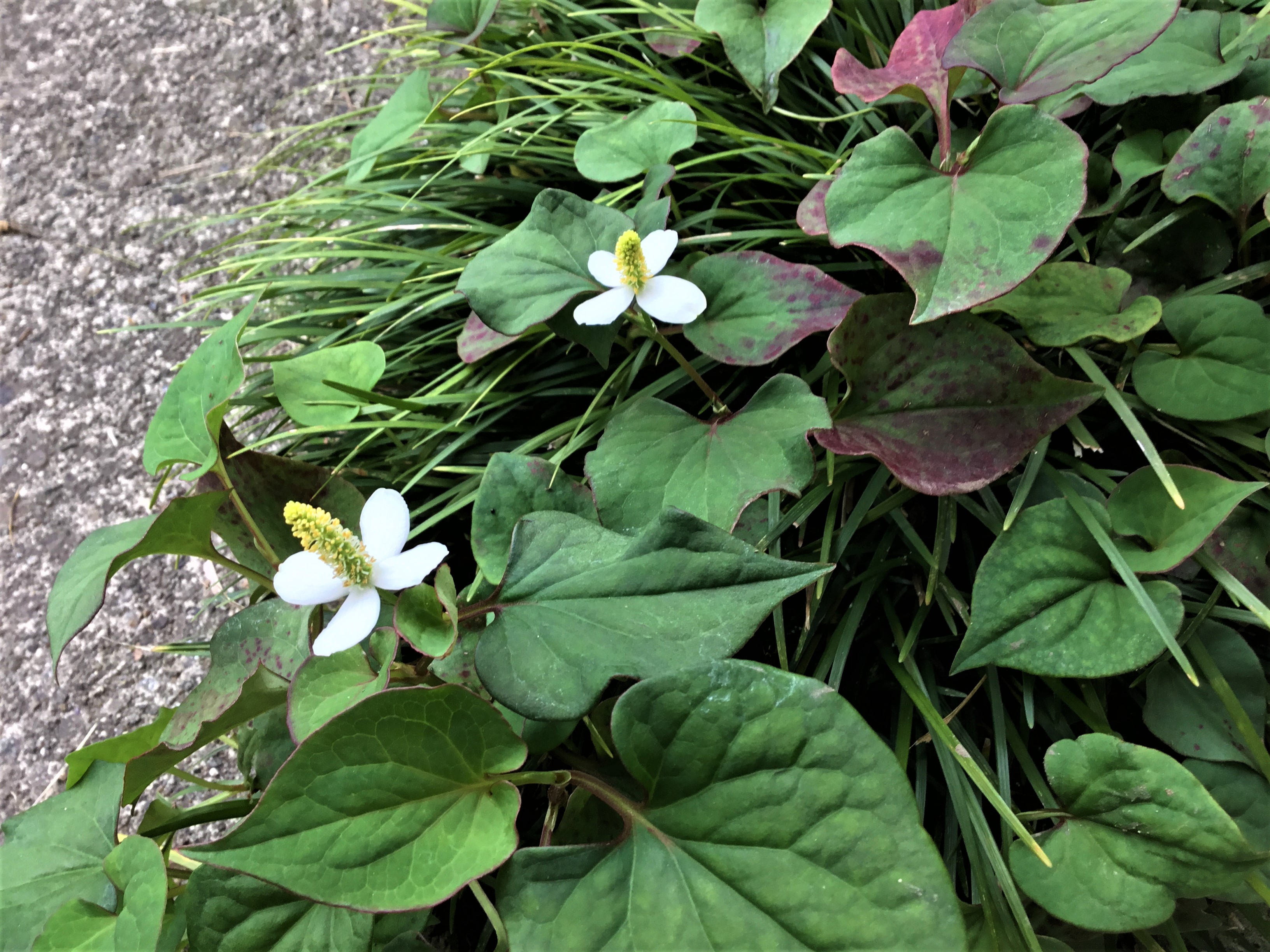 2018.6.21 ドクダミ.JPG