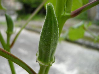 SSCN6066.JPG
