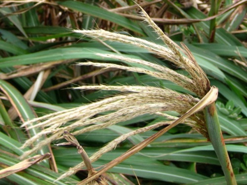 ススキに比べて茎が太く葉の幅も広いハチジョウススキ 10月末の千葉県銚子市の海辺の植物 第6回 しろうと自然科学者の自然観察日記 楽天ブログ