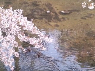 桜と鴨_4月8日
