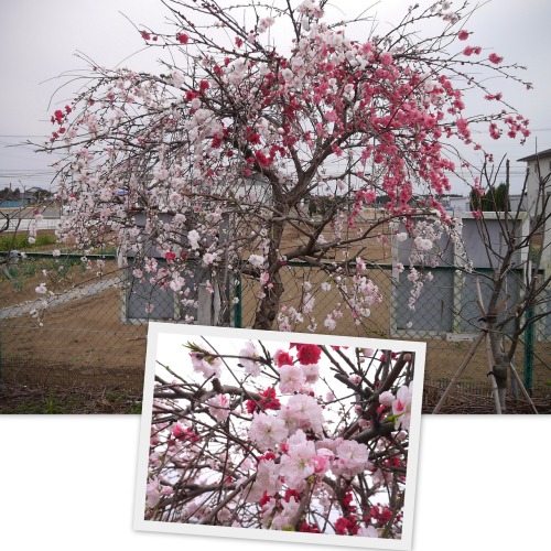 2020-03-23桜.jpg