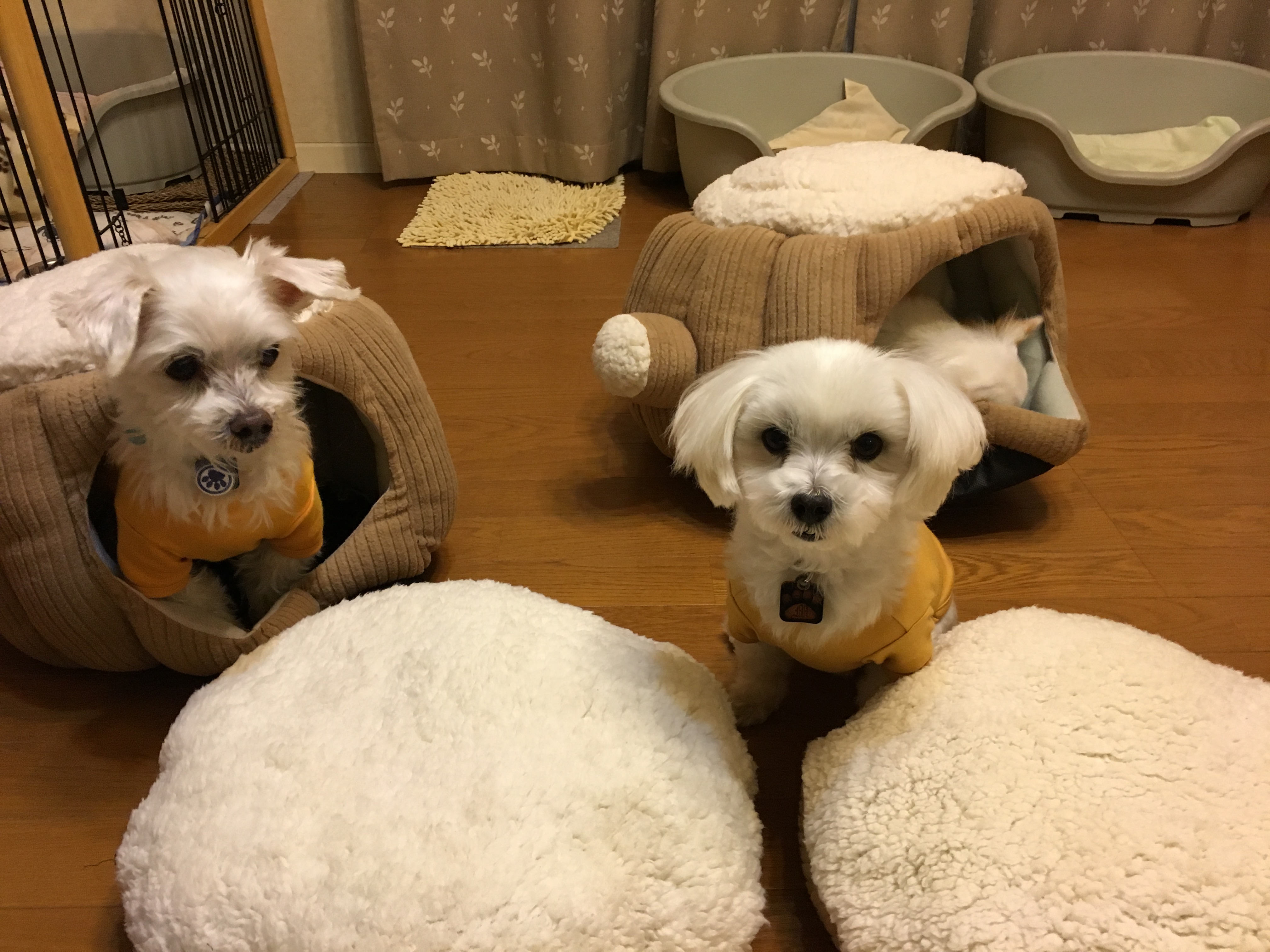 201511022059_5715_iphone.jpg