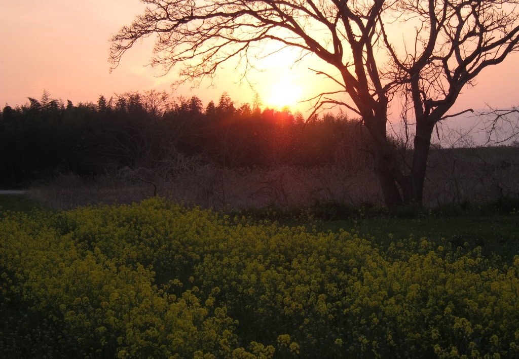 春の夕景.JPG