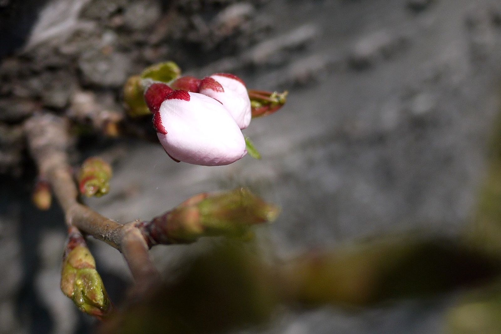 P1020613_compressed.jpg