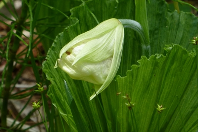 P1060527_R.JPG