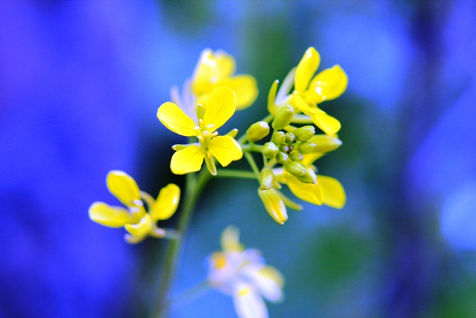 不明花１.jpg