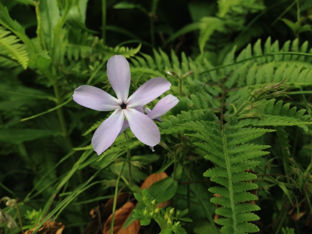 IMG_8964 (640x480).jpg